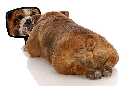 Dog looking in a mirror