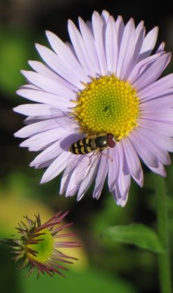 Flower with a bee